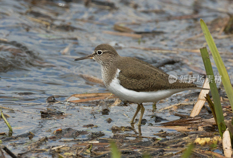 普通鹬(Actitis hypoleucos)